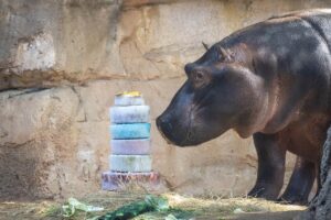 La cría de hipopótamo, Gori, celebra su 3er cumpleaños en Bioparc Valencia